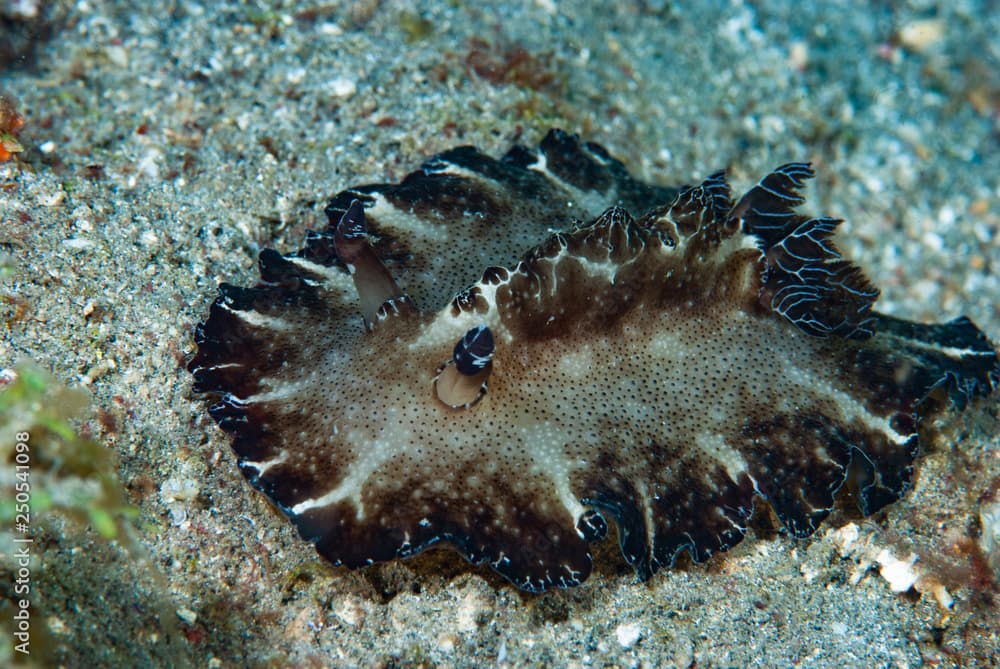 Discodoris boholiensis Nudibranch