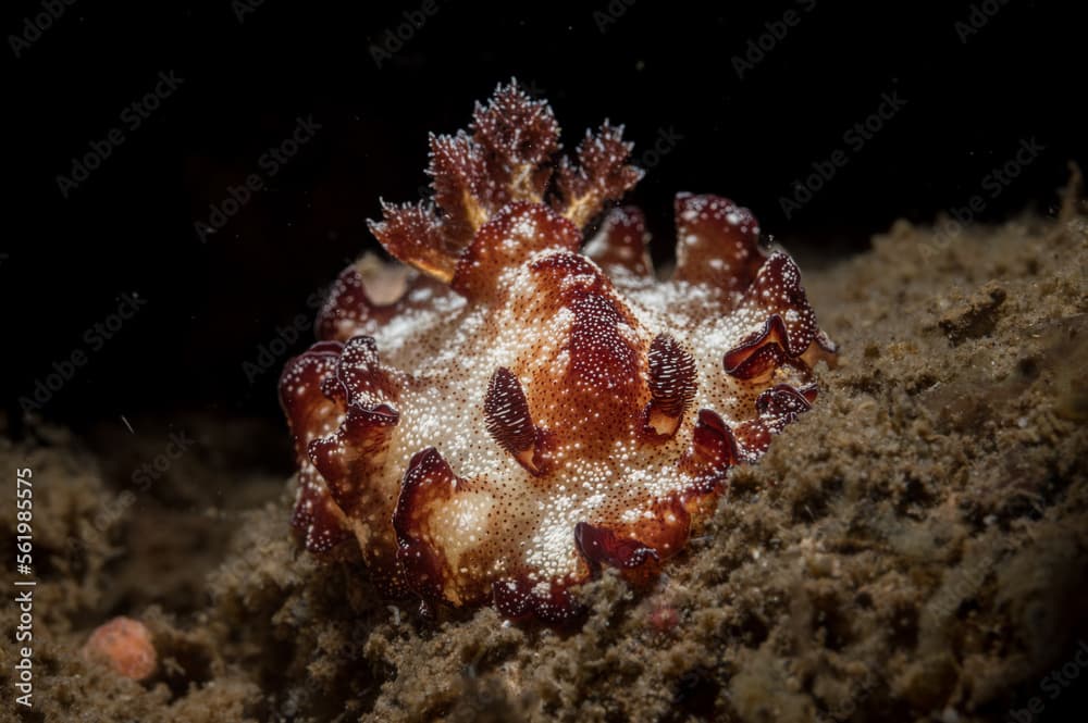 A Discodoris boholiensis nudibranch