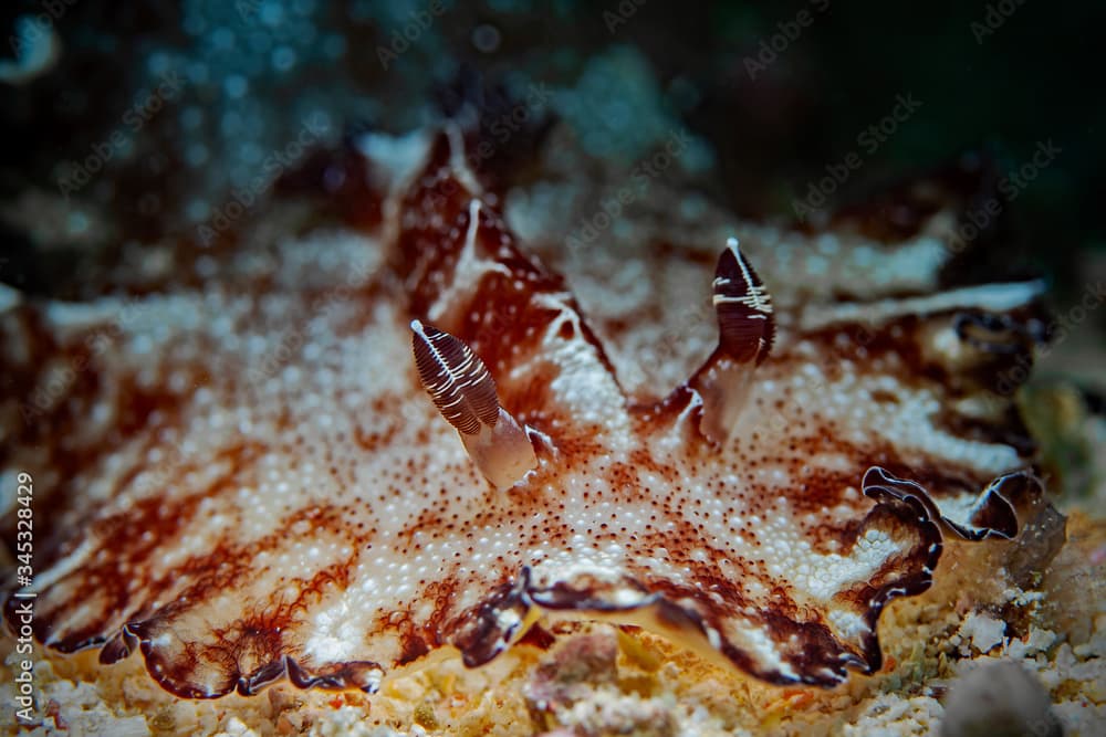 Flatworm Discodoris, Bohol Disco (Discodoris boholiensis)