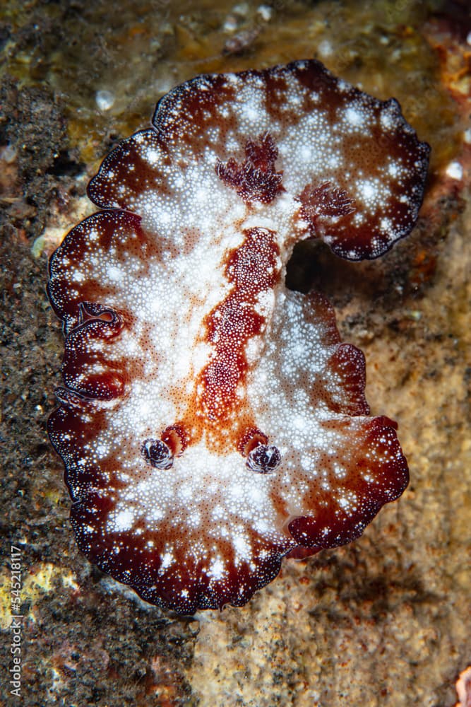 A beautiful nudibranch, Discodoris boholiensis, is found on a coral reef in Indonesia. This sea slug tends to mimic a flatworm when crawling on the seafloor.