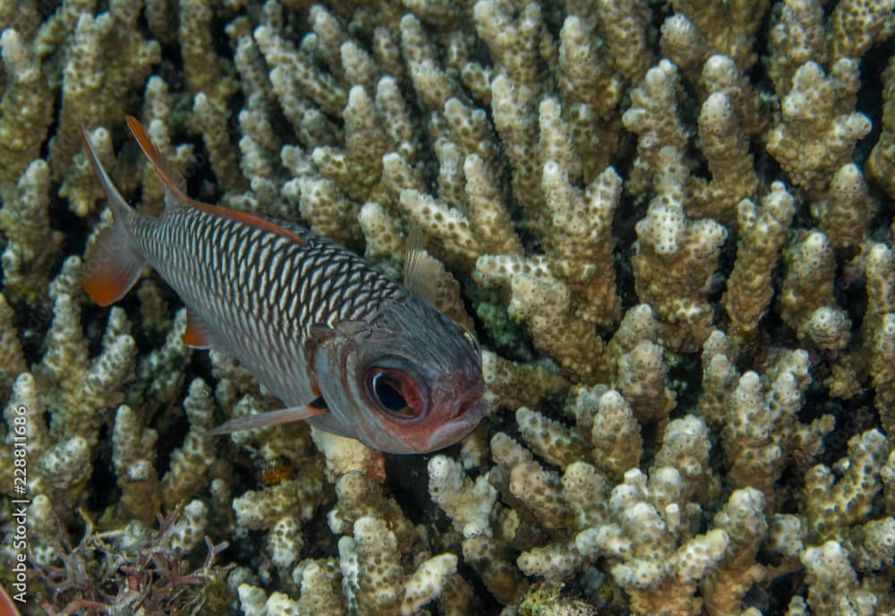 Lattice Soldierfish, Myripristis Violacea.