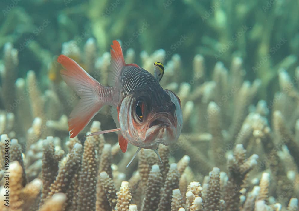 Violet  or lattice soldierfish ( Myripristis violacea ) swimming over coral reef of Bali, Indonesia