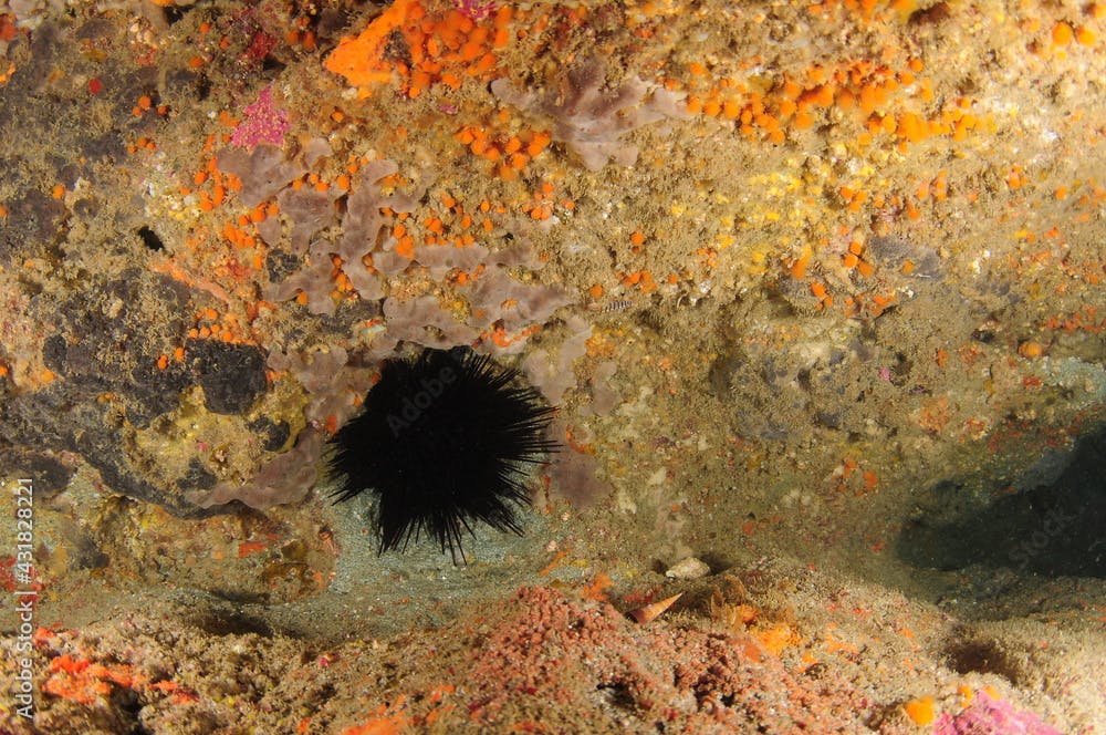 Large almost black Rodgers sea urchin Centrostephanus rodgersii hiding in rock crevice covered with colourful encrusting invertebrate life forms.