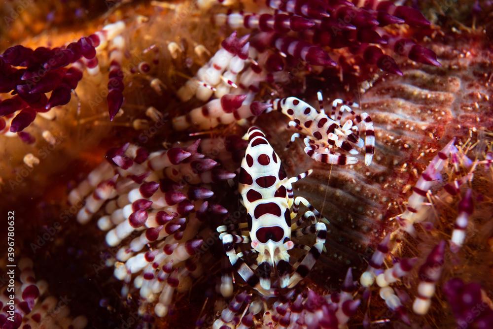 Coleman Shrimp Periclimenes colemani