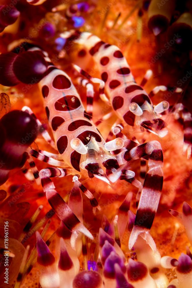 Couple of Coleman Shrimps in a fire urchin