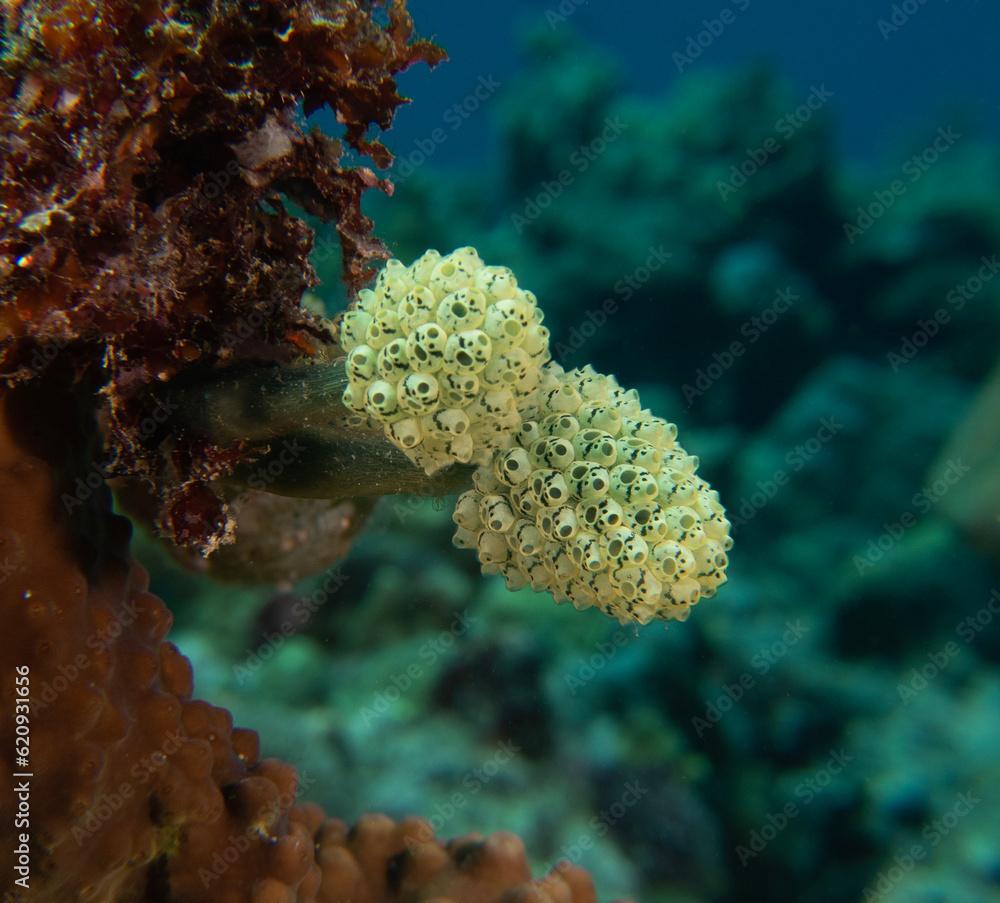 Oxycorynia fascicularis also known as Stalked green Ascidian Boracay Island Philippines