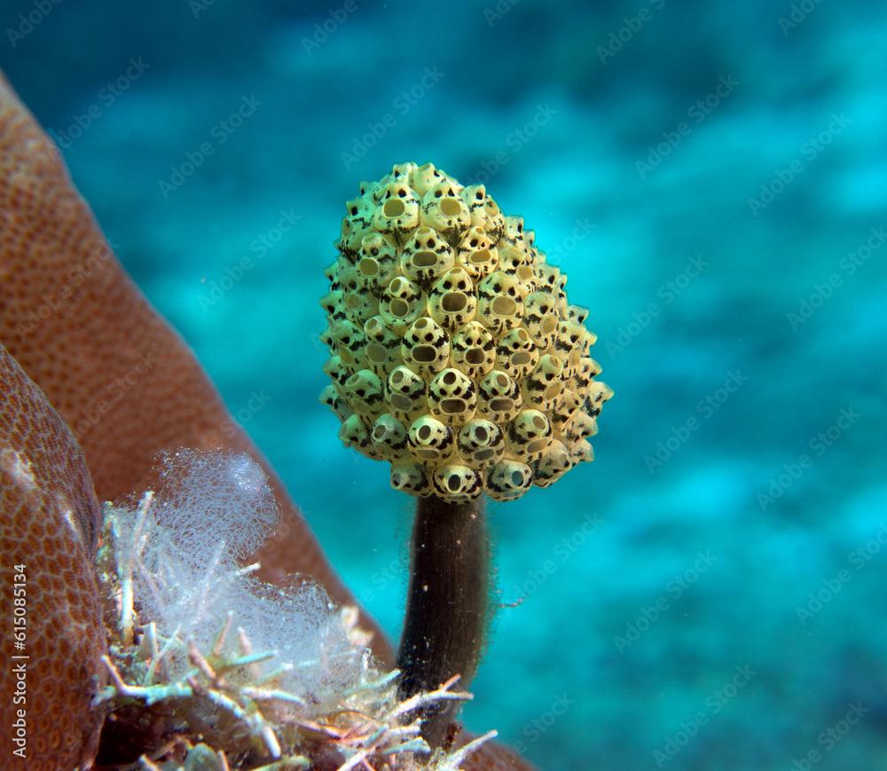 Oxycorynia fascicularis also known as Stalked green Ascidian Boracay Island Philippines