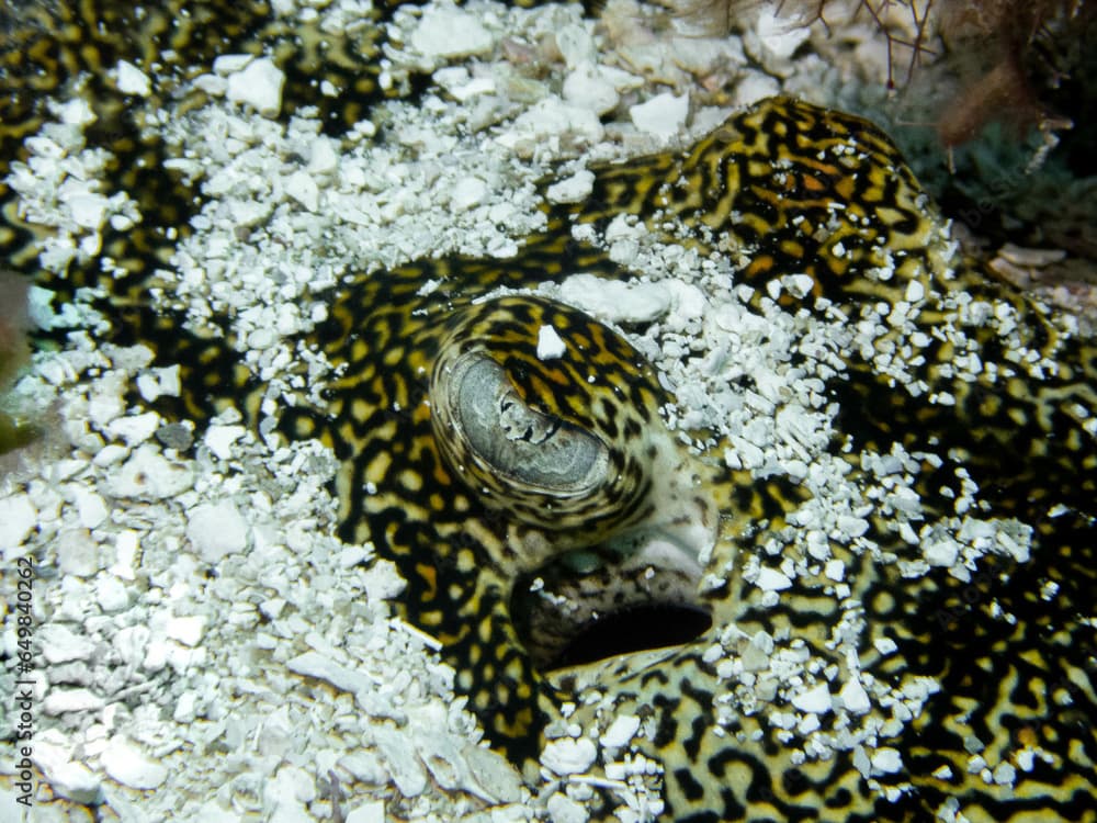  stingray eye close up