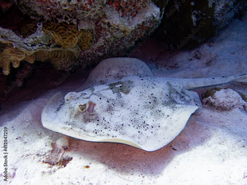 Yellow stingray (Urobatis jamaicensis) swimming at the base of the reef in the Exuma Cays, Bahamas