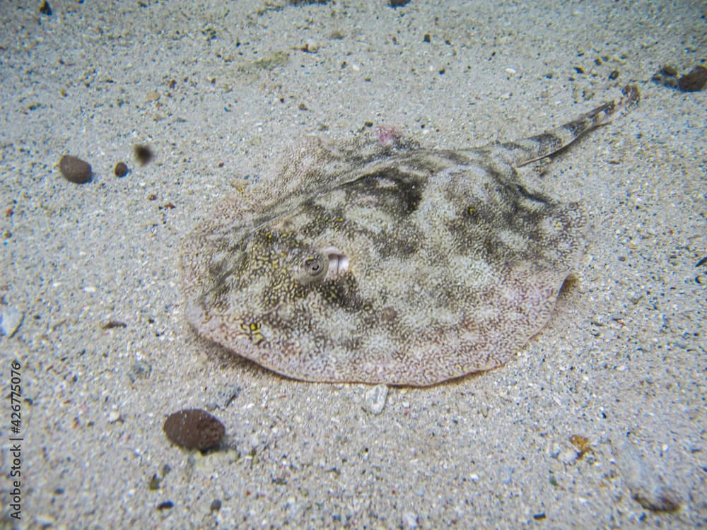 Stingray Urobatis jamaicensis in Tayrona National Natural Park