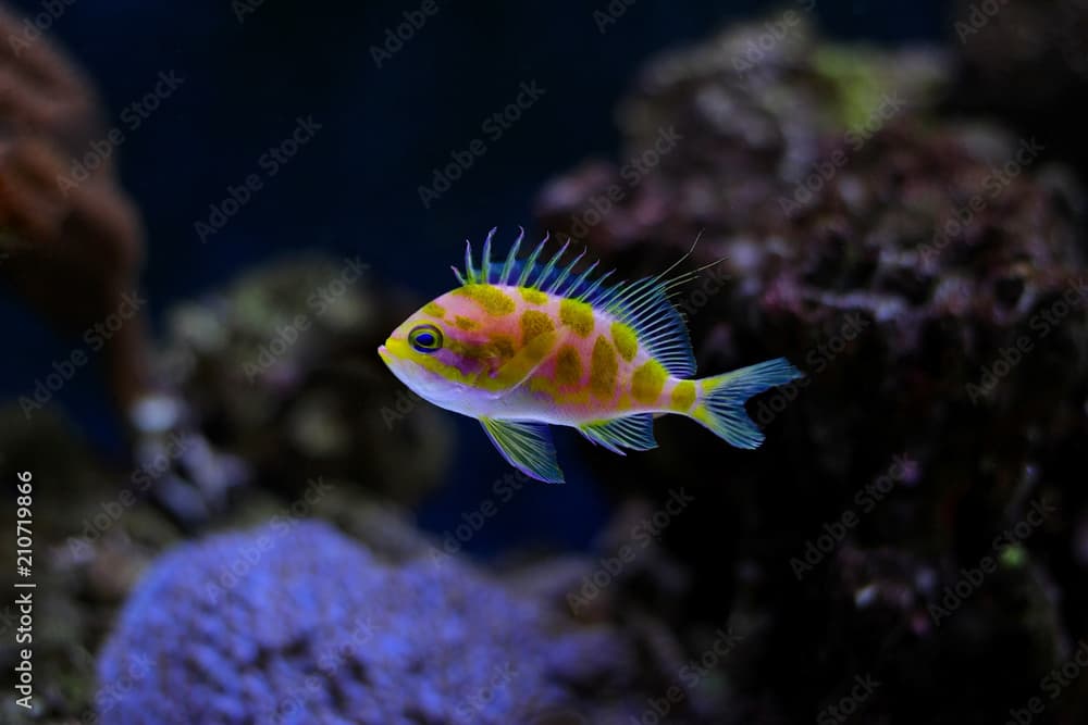 Borbonius Anthias in coral reef aquarium tank