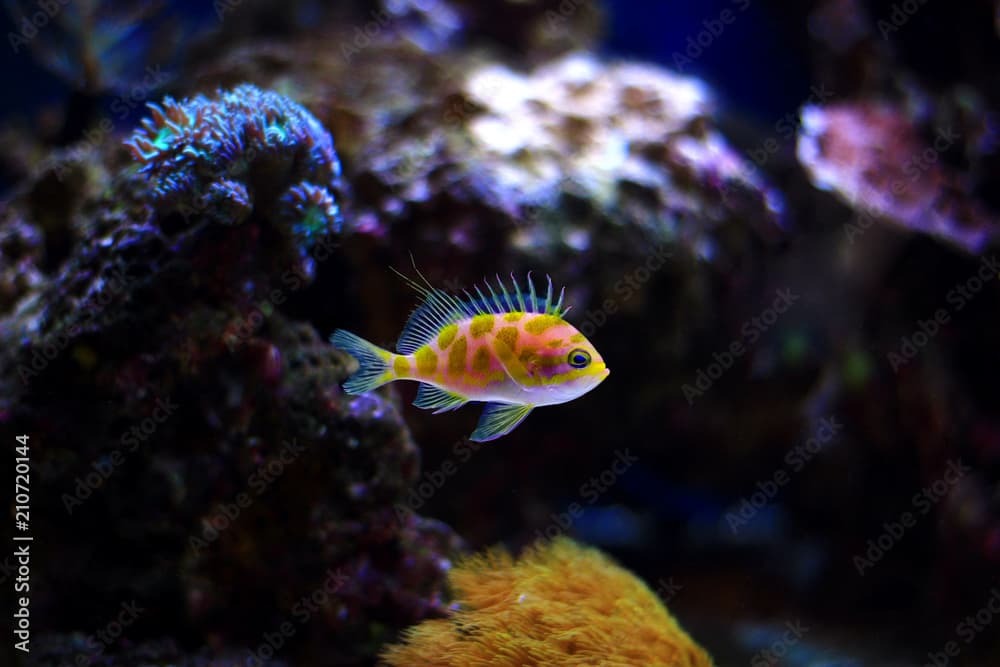 Borbonius Anthias in coral reef aquarium tank