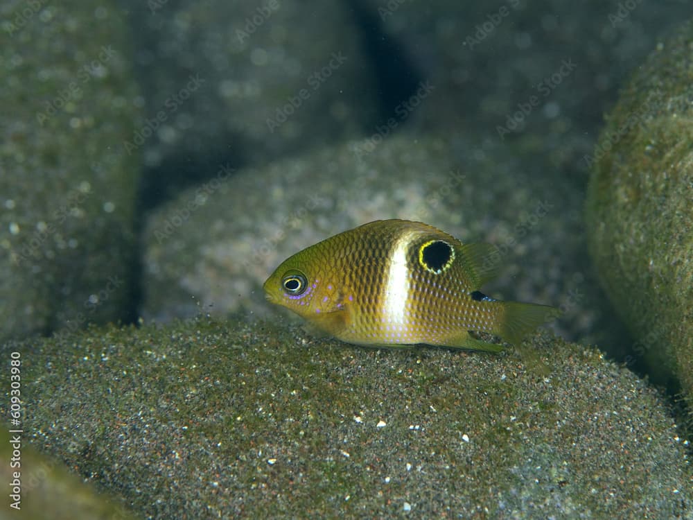 ハクセンスズメダイの幼魚