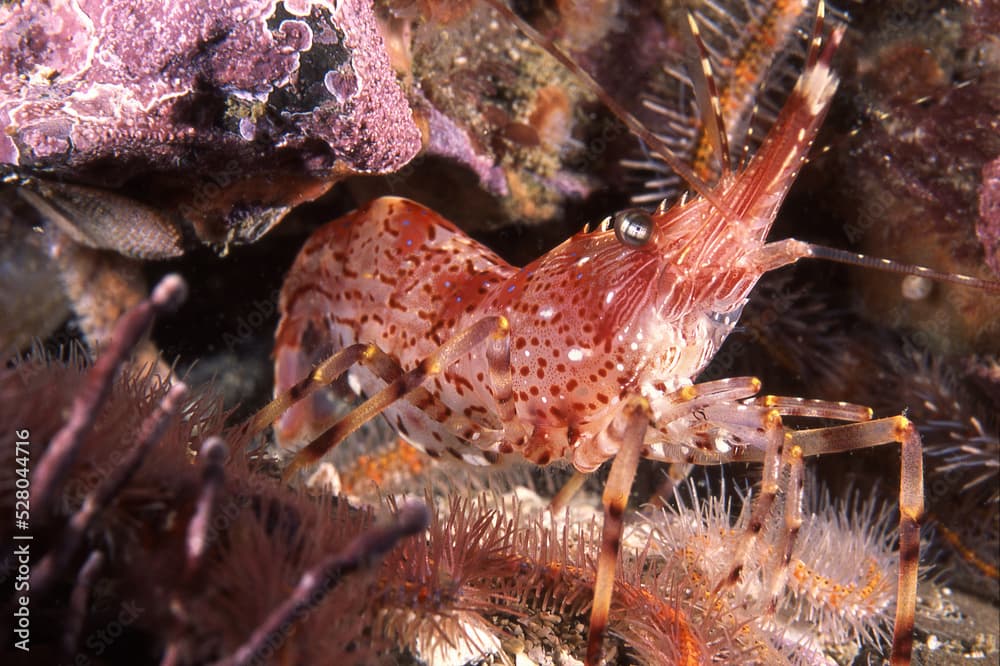 Red Striped Shrimp