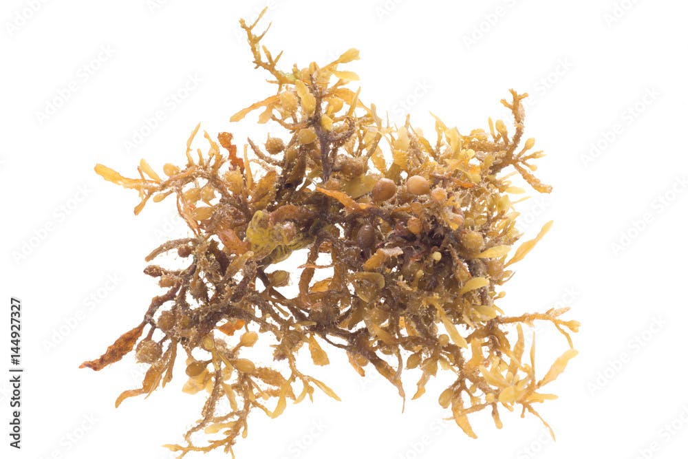 Seaweed - Sargassum fluitans. Isolated on white background