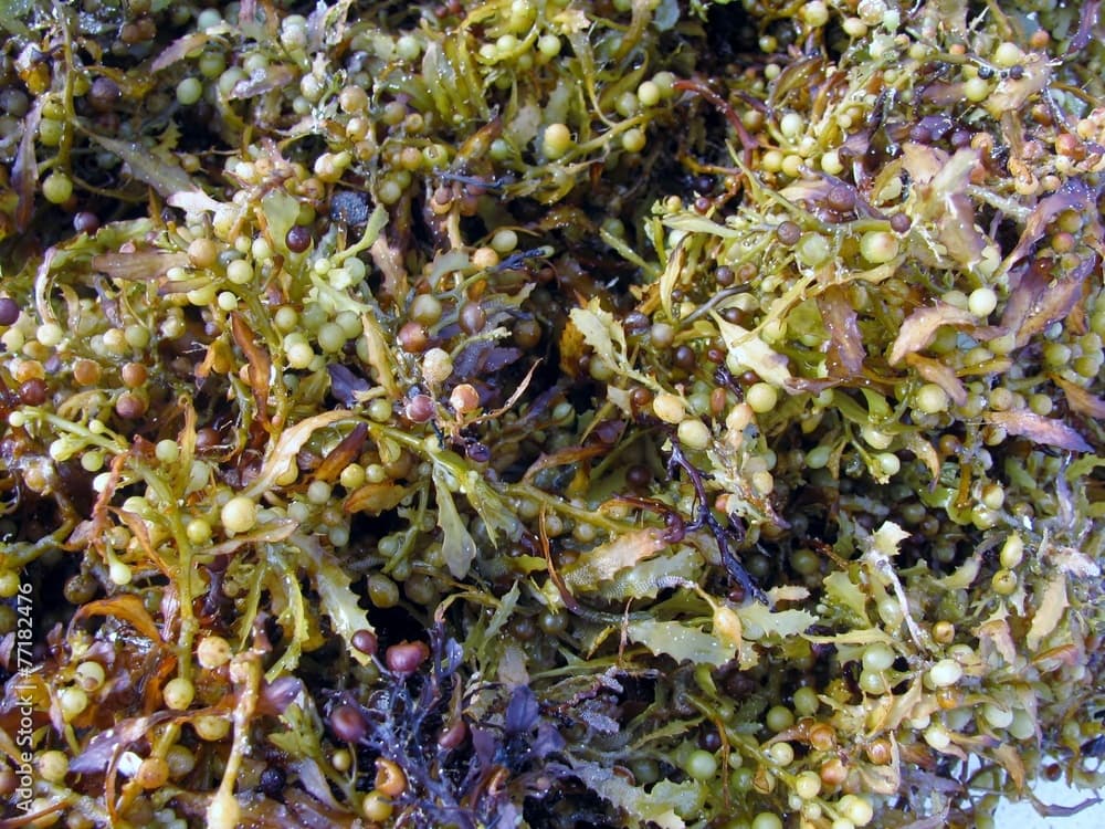 Brown Sargassum fluitans sea macroalgae