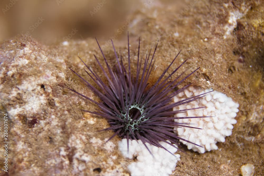 Needle-Spined Urchin on Coral Reef