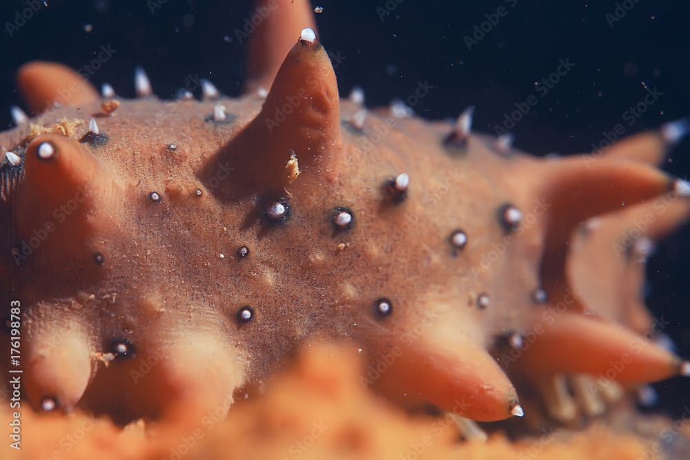 trepang molluscum underwater photo