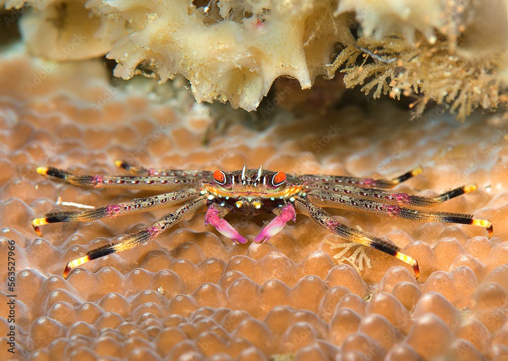 Flat rock crab , Percnon planissimum rests on coral of Bali