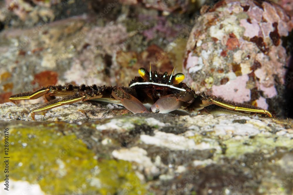 Flat rock crab