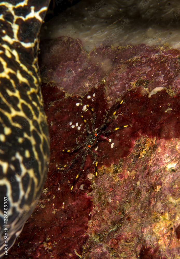 Flat rock crab, Percnon Planissimum.