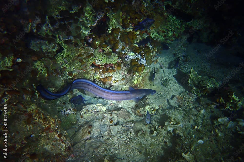 European conger at night in Adriatic Sea near Hvar island, Croatia