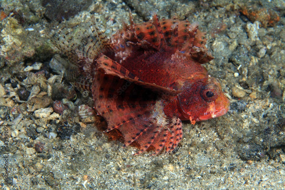 Shortfin firefish (Dendrochirus brachypterus)