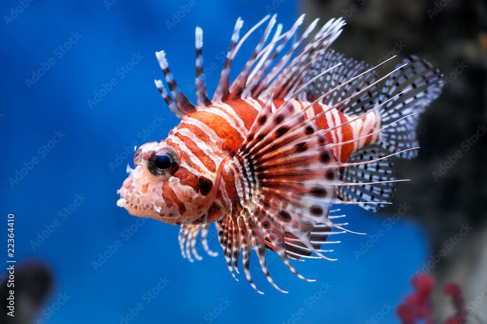 Lionfish (Pterois mombasae)