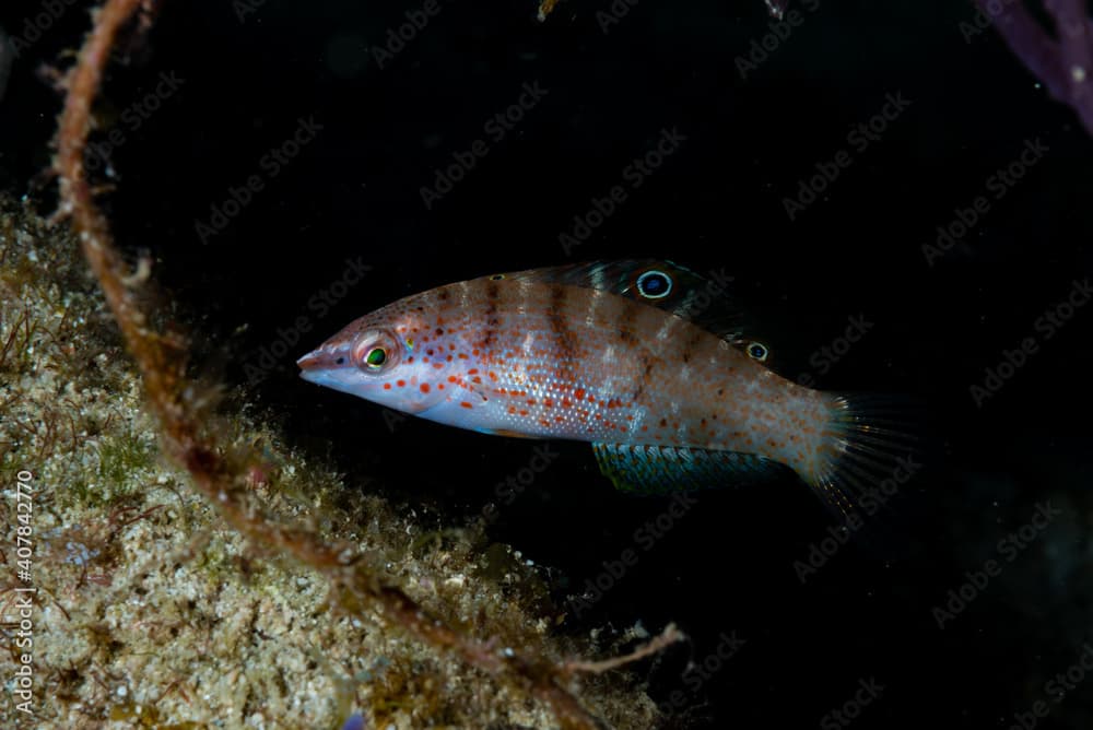 Batu coris · Coris batuensis · Reeflings Library