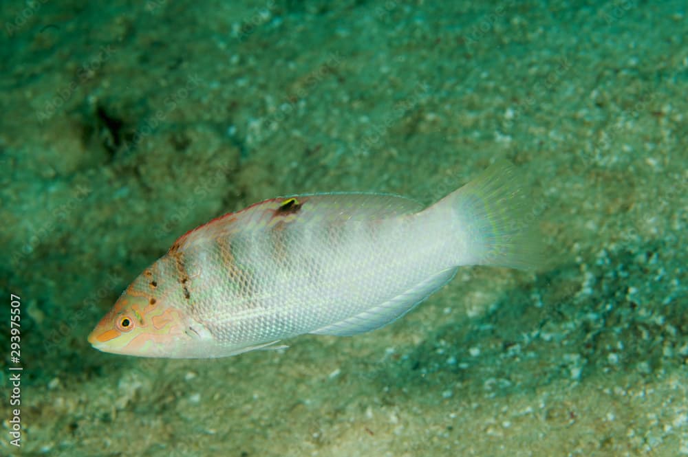 Variegated Wrasse, Coris batuensis, Sulawesi Indonesia.