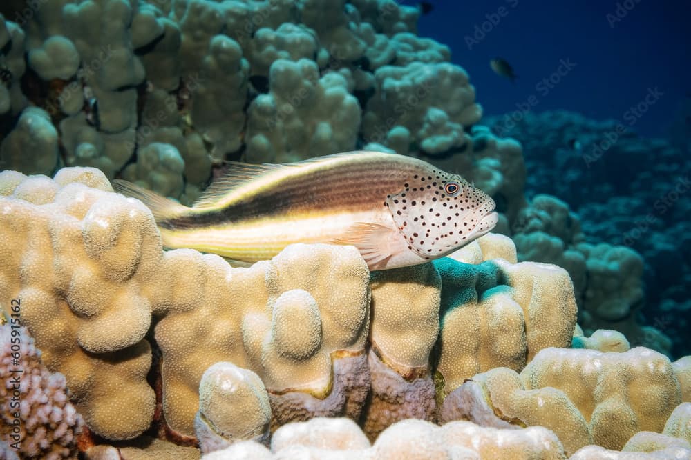 Blackside Hawkfish, Freckled Hawkfish (Paracirrhites Forsteri), Red Sea, Egypt