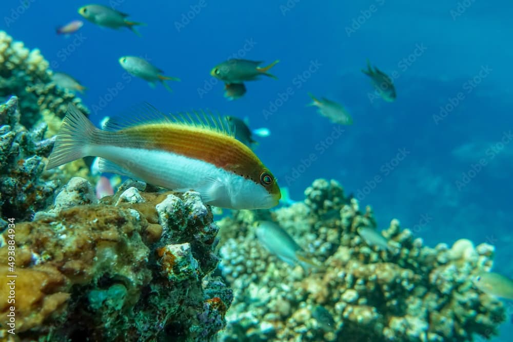 Blackside Hawkfish, Paracirrhites forsteri,close up,Red sea, 