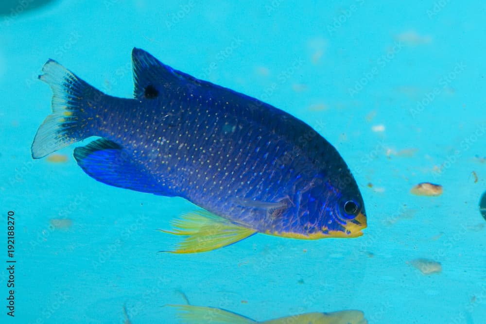 Blue Devil Damselfish in Aquarium