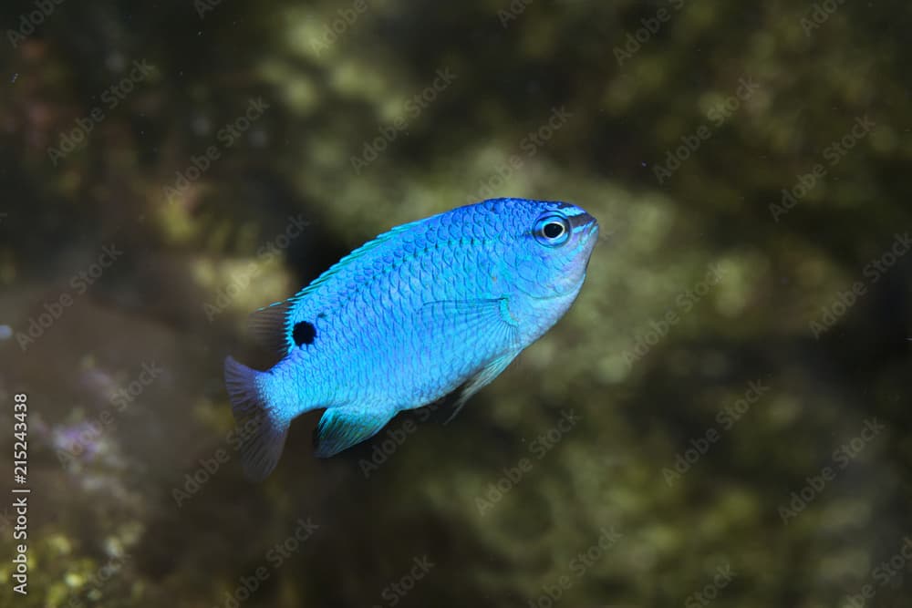 Sapphire devil, Blue Devil Damselfish  (Chrysiptera cyanea).