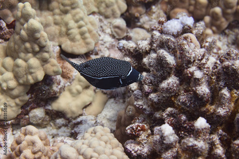 Whitley's Boxfish on Coral Reef