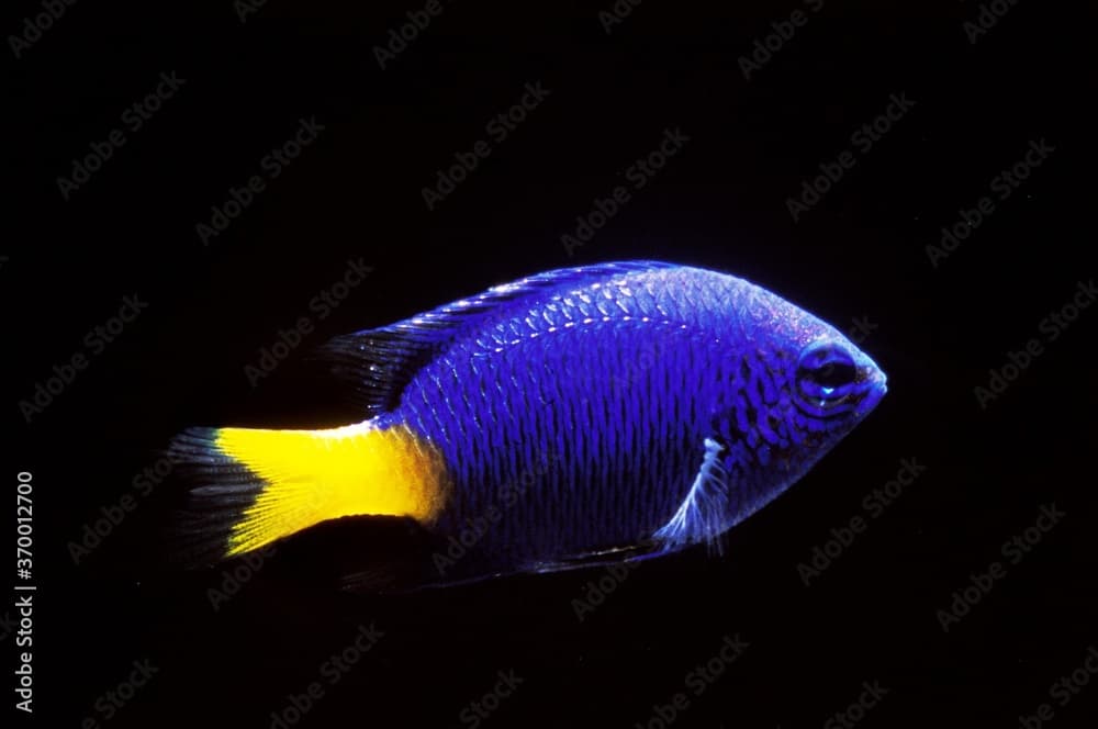 NEON DAMSELFISH pomacentrus coelestis