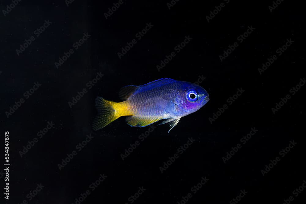 Neon damsel (Pomacentrus coelestis) juvenile