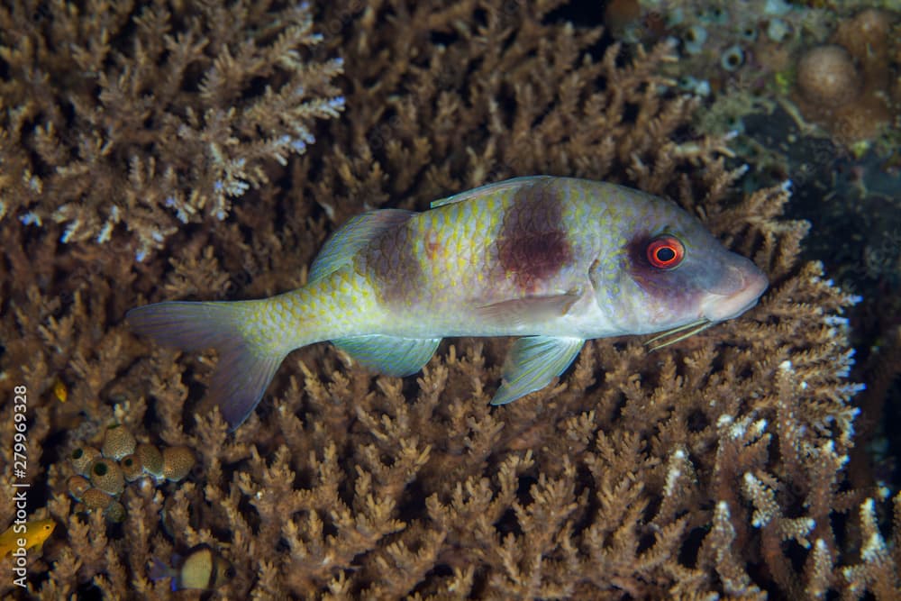 Doublebar goatfish , parupeneus bifasciatus