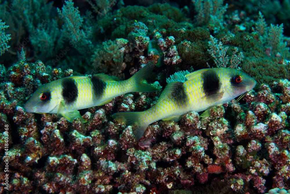 Two-barred goatfish couple in Layang Layang, Malaysia