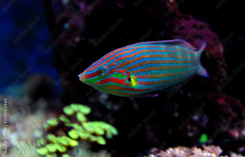 Hoeven's Wrasse
(Halichoeres melanurus)  