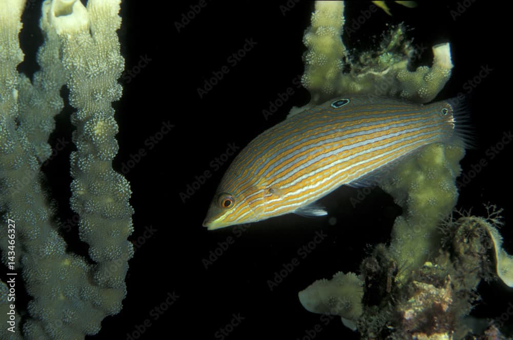 Pinstriped wrasse Halichoeres melanurus Tangat Island Philippines