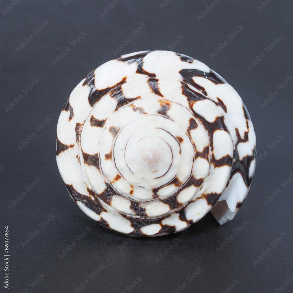 Conus marmoreus shell