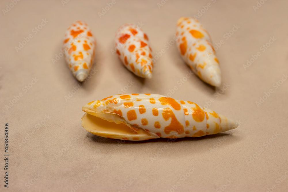 Mithrida, or miter (lat.Mitridae), is a family of marine gastropods from the group of coenogastropods (Caenogastropoda). The shape is conical, elongated. Unusual animal color, mottled yellow-white.