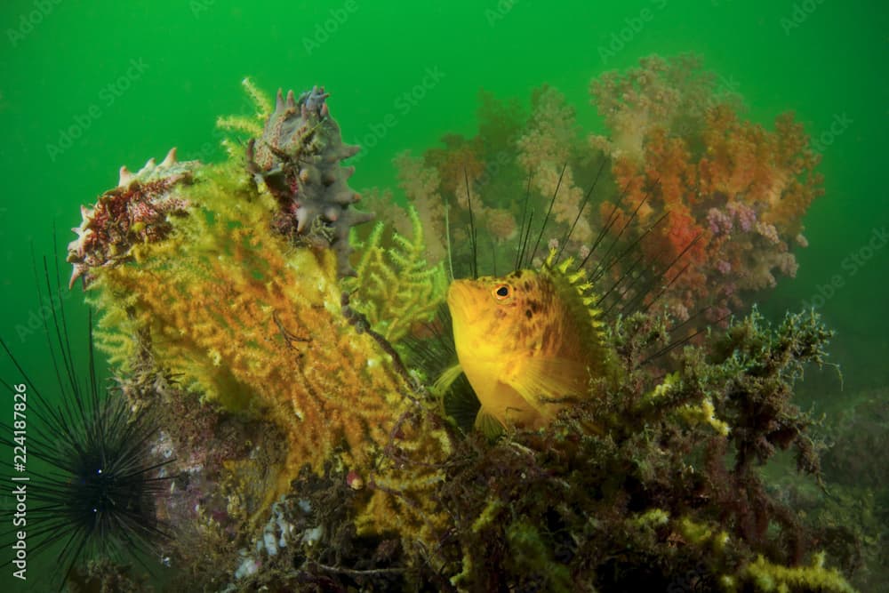 Yellow hawkfish china