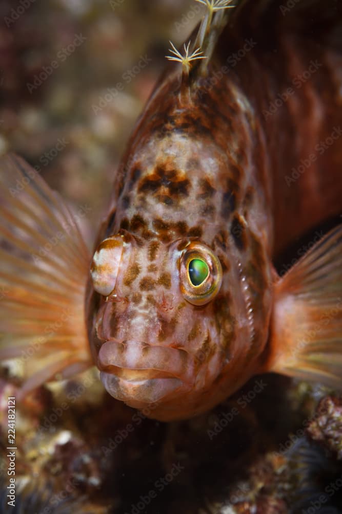 Yellow hawkfish