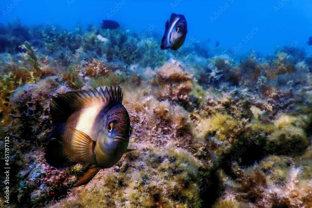 Dusky gregory Underwater (Stegastes nigricans)