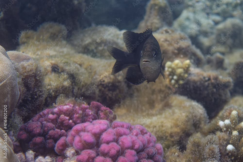 Dusky gregory (Stegastes nigricans) in Red Sea