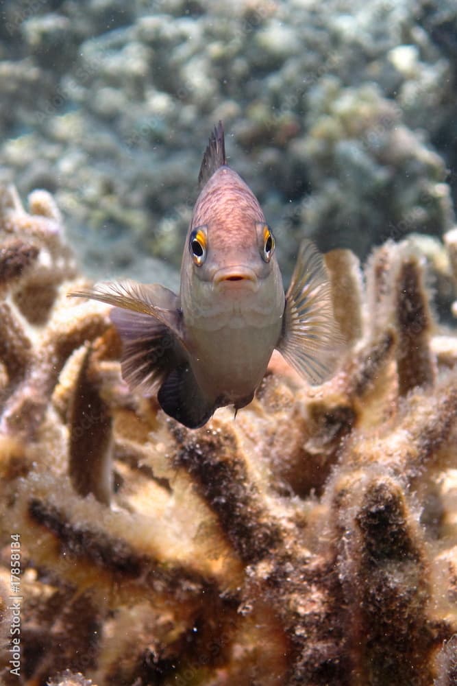 Grégoire noir dans le corail d'un lagon.