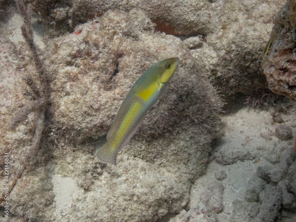 Yellowhead Wrasse