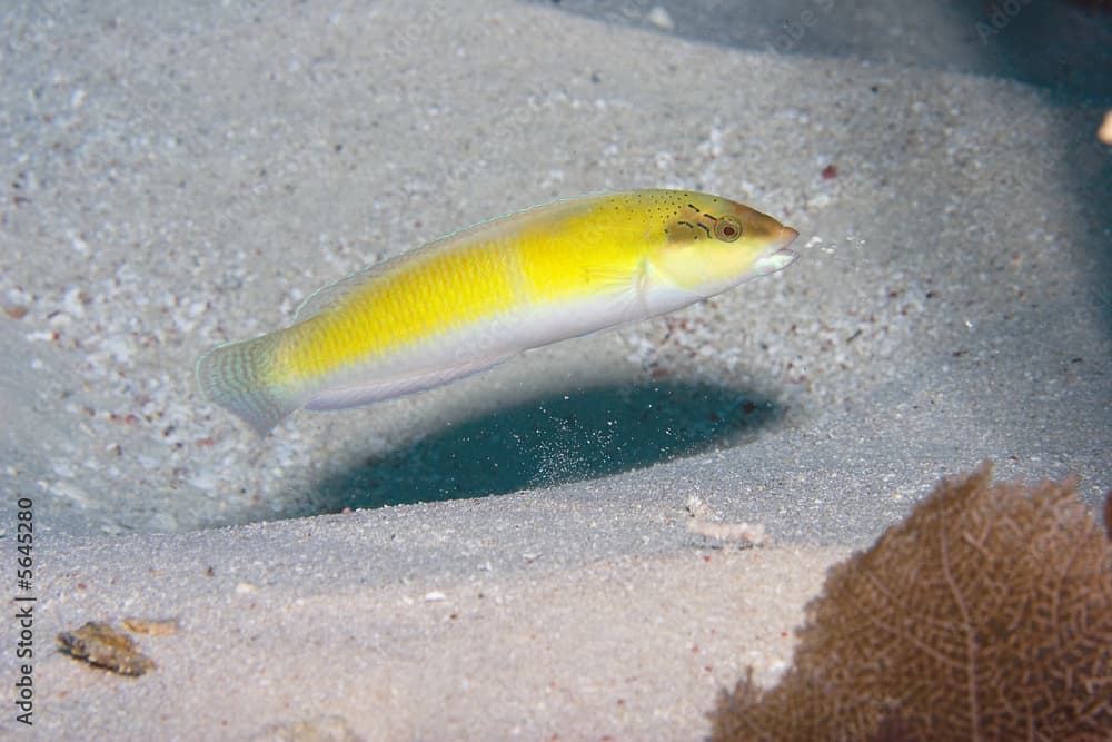 Juvenile Yellowhead Wrasse - (Halichoeres garnoti)